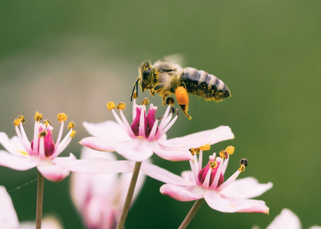 Honey bee on pink flowers