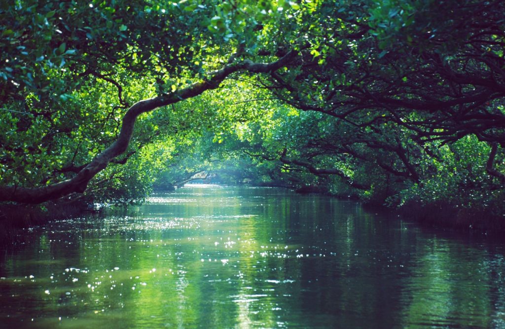 River under trees